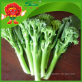 Floret de brocolis congelé de 2 à 4 cm, brocoli frais chinois